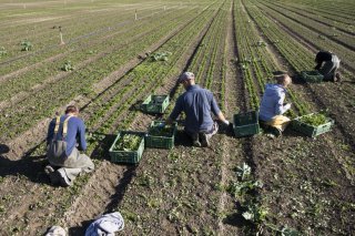 Grâce à la nouvelle stratégie climatique de la Confédération pour l'agriculture, le système alimentaire suisse doit être plus durable et la sécurité alimentaire renforcée (Photo d'archives).